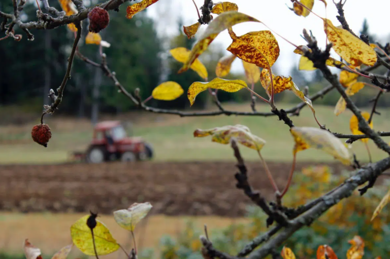 Minijob in Deutschland – Muss er in der Steuererklärung angegeben werden?